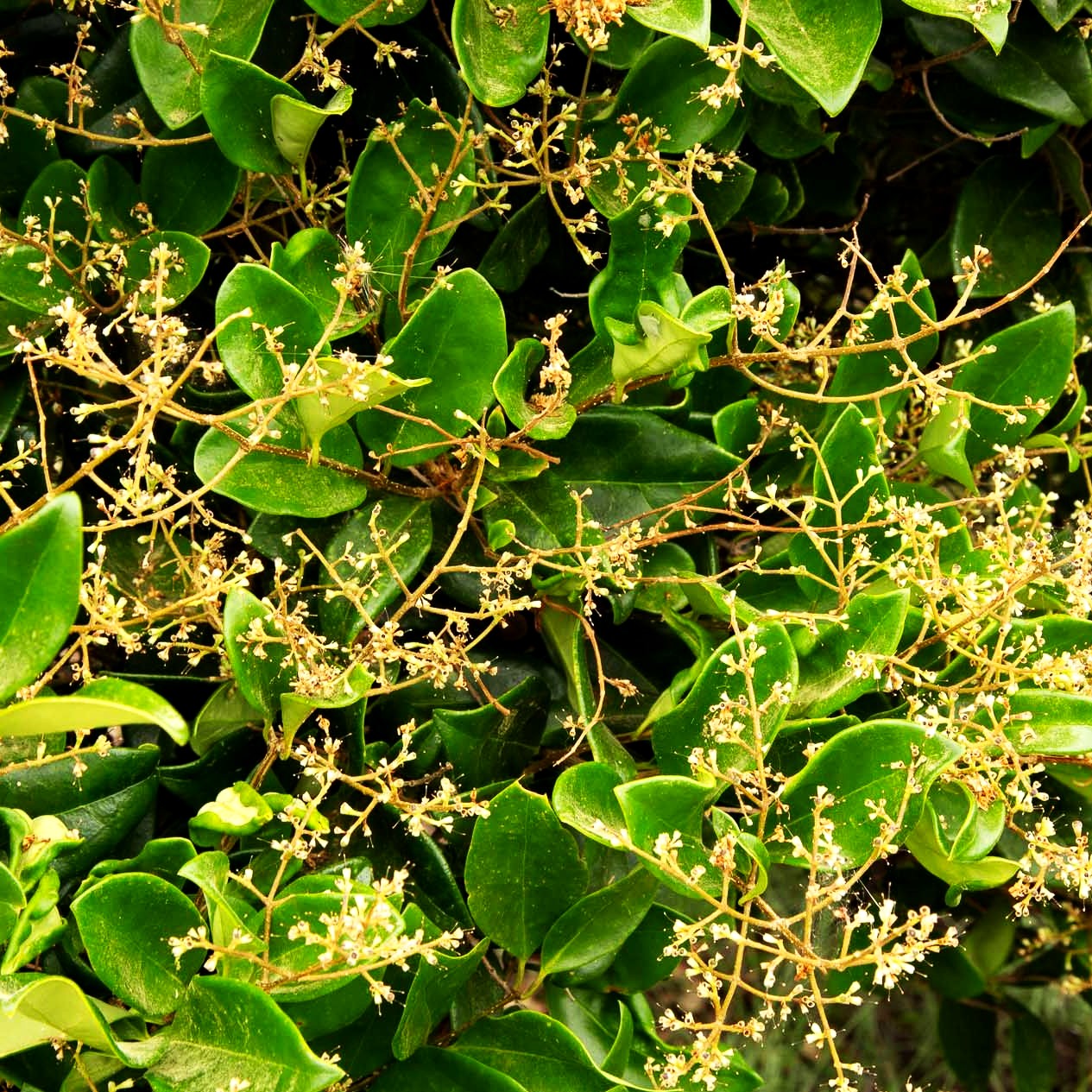 Japanischer Liguster 'Texanum' (Ligustrum japonicum)