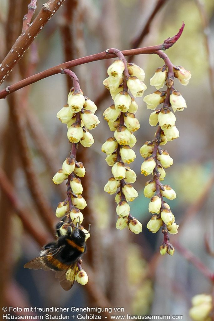 Japanischer Perlschweif (Stachyurus praecox)