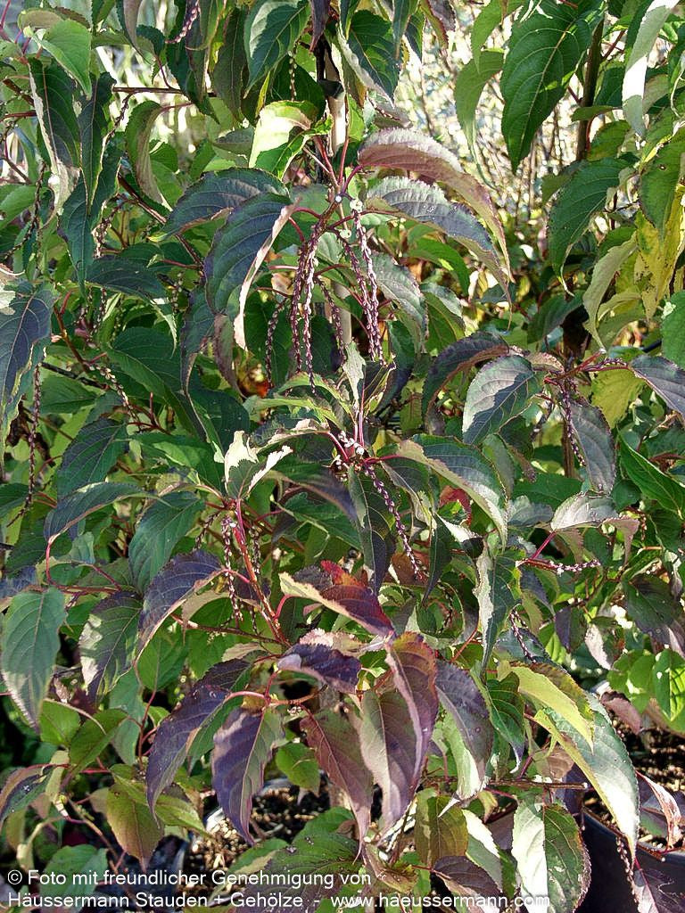 Japanischer Perlschweif (Stachyurus praecox)