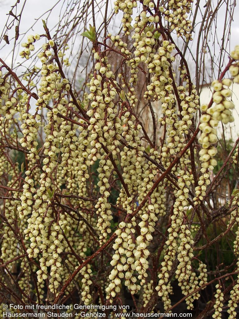Japanischer Perlschweif (Stachyurus praecox)