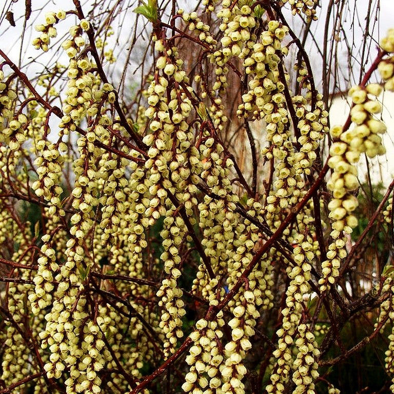 Japanischer Perlschweif (Stachyurus praecox)