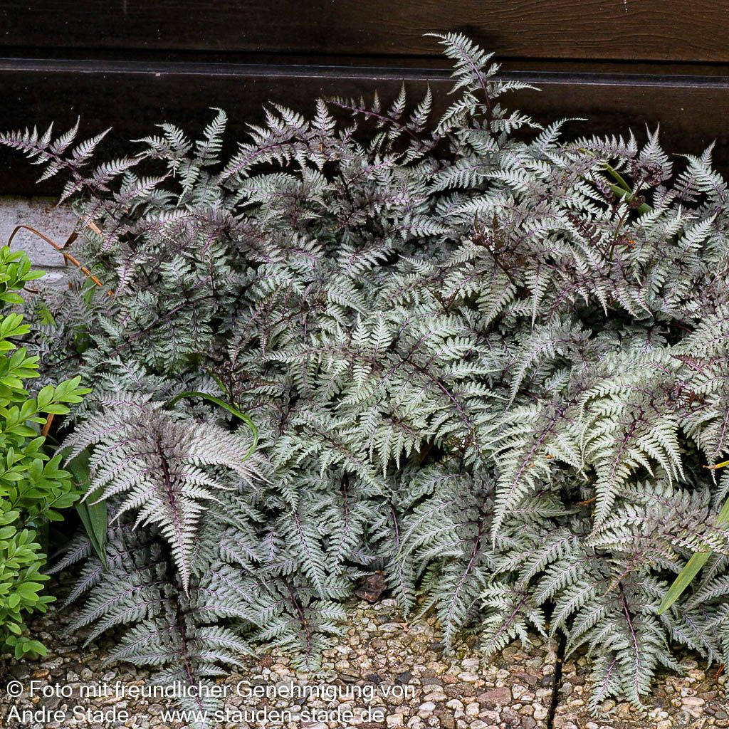 Japanischer Regenbogenfarn 'Metallicum' (Athyrium niponicum)