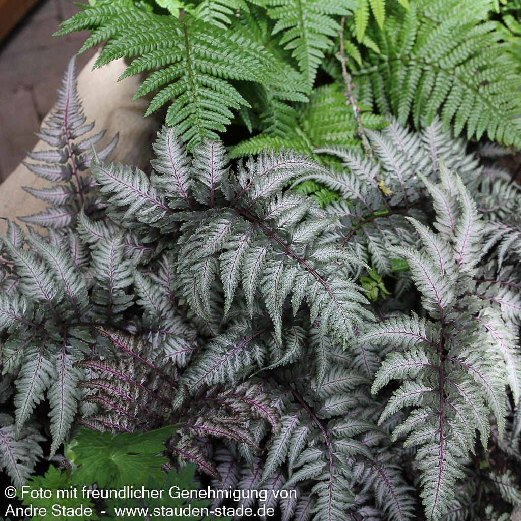 Japanischer Regenbogenfarn 'Metallicum' (Athyrium niponicum)