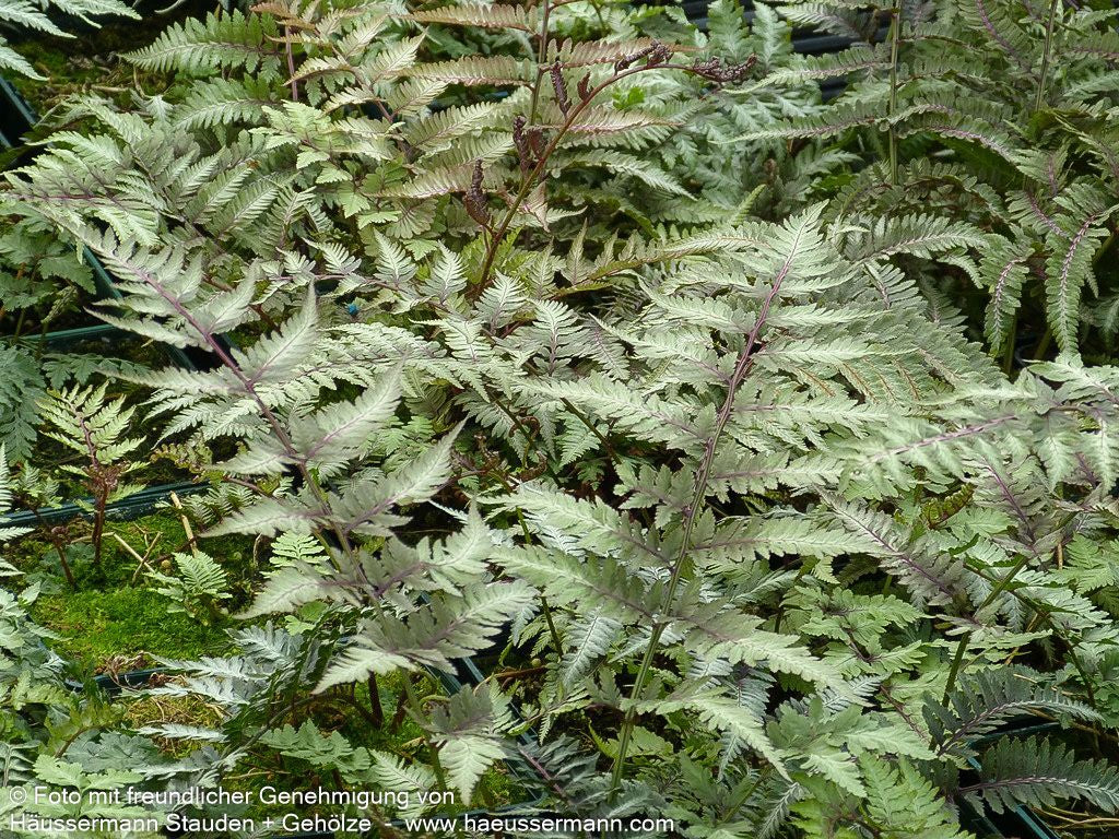 Japanischer Regenbogenfarn 'Metallicum' (Athyrium niponicum)