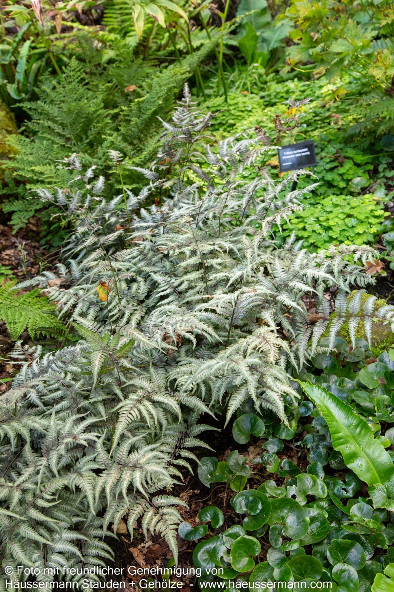 Japanischer Regenbogenfarn 'Metallicum' (Athyrium niponicum)