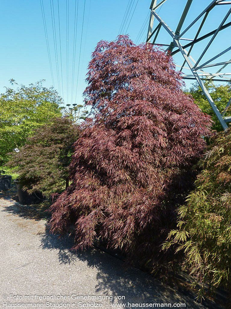 Japanischer Schlitz-Ahorn 'Inaba-shidare' (Acer palmatum)