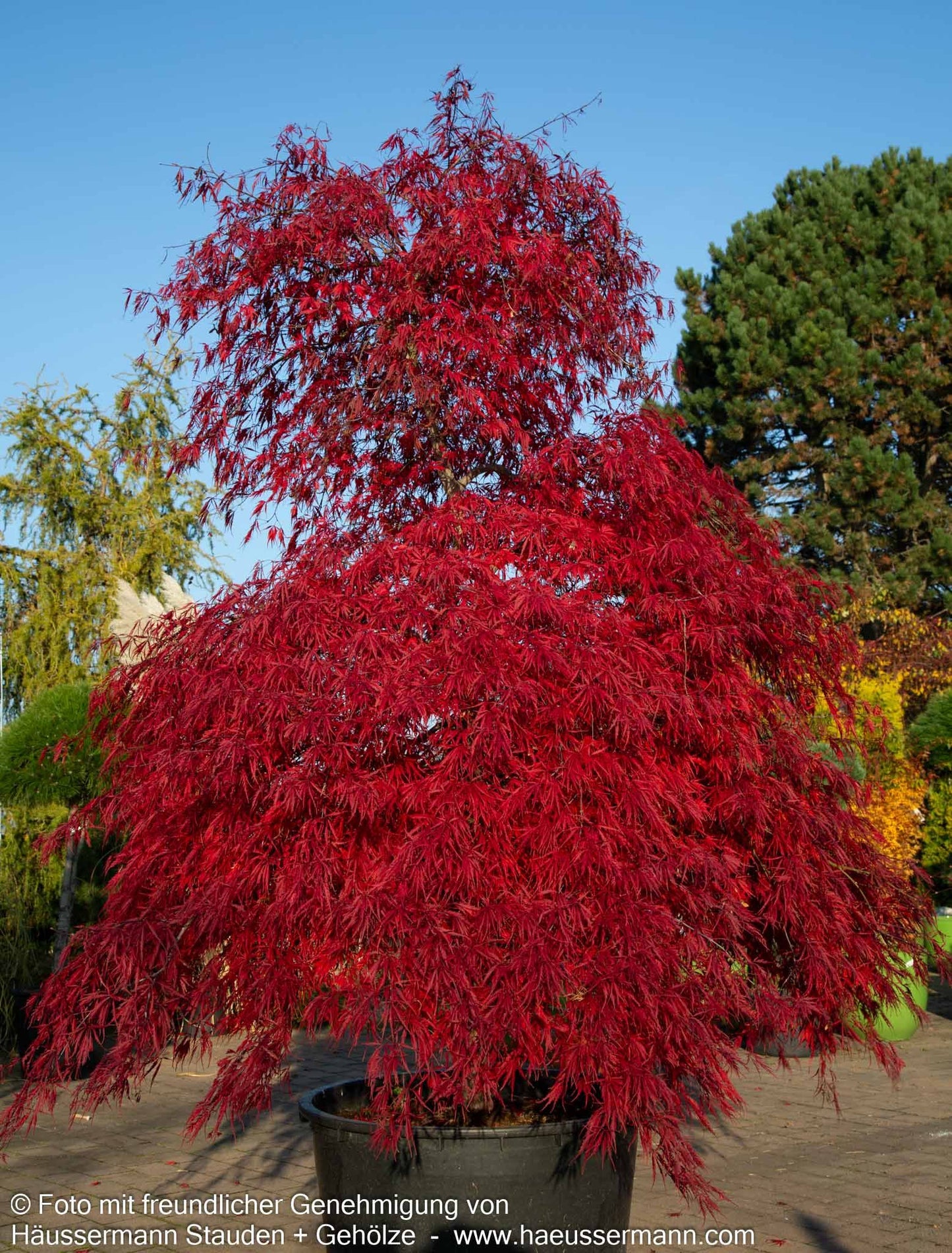 Japanischer Schlitz-Ahorn 'Inaba-shidare' (Acer palmatum)