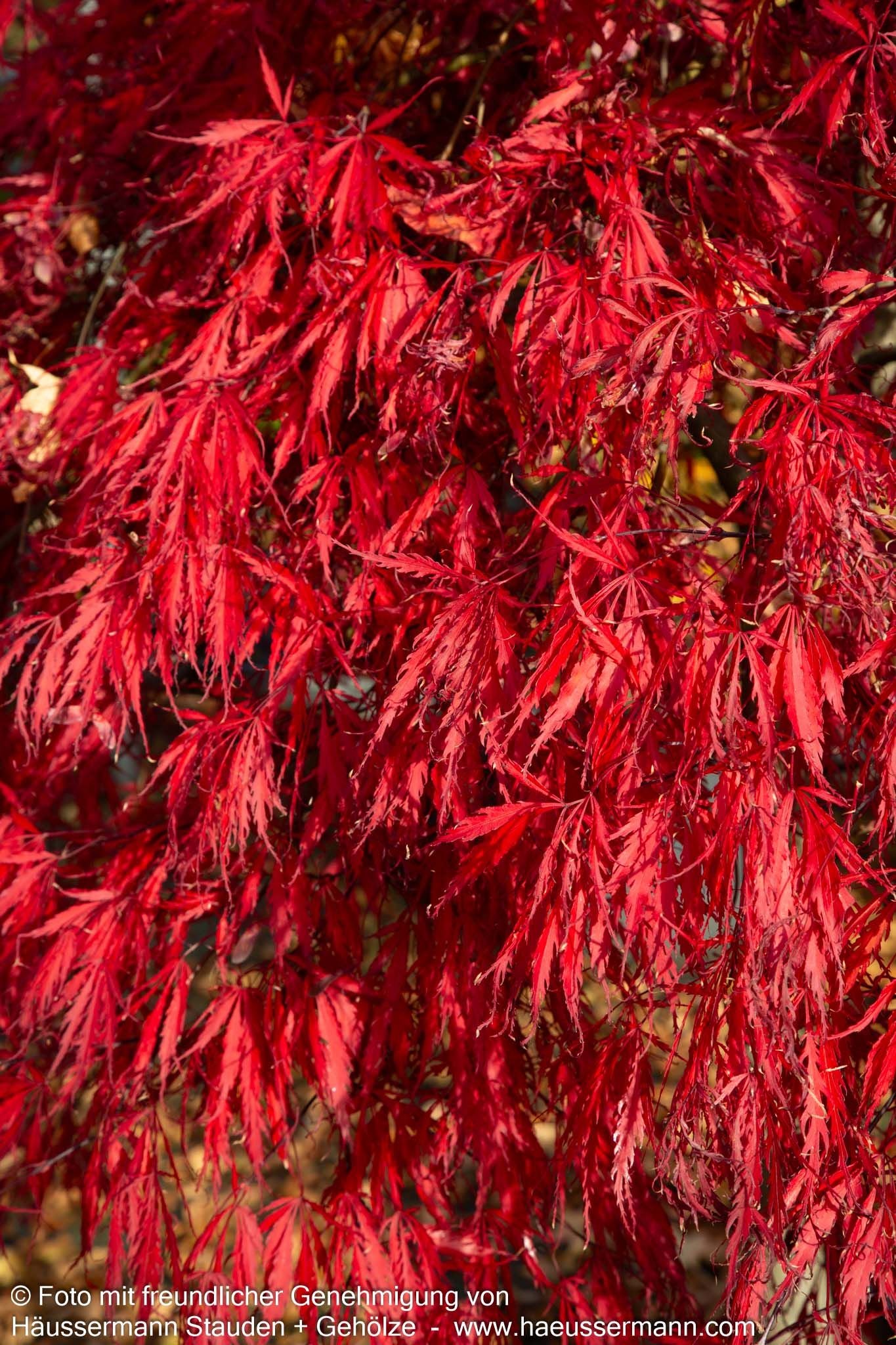 Japanischer Schlitz-Ahorn 'Inaba-shidare' (Acer palmatum)