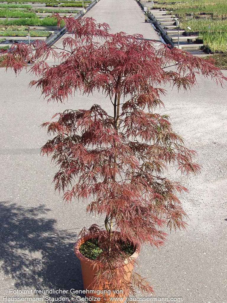 Japanischer Schlitz-Ahorn 'Inaba-shidare' (Acer palmatum)