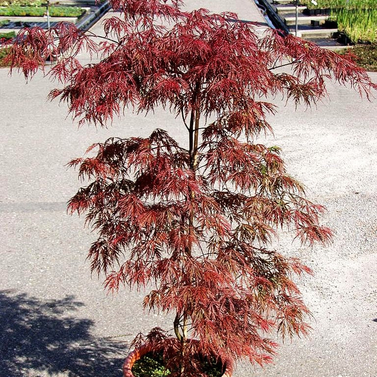 Japanischer Schlitz-Ahorn 'Inaba-shidare' (Acer palmatum)