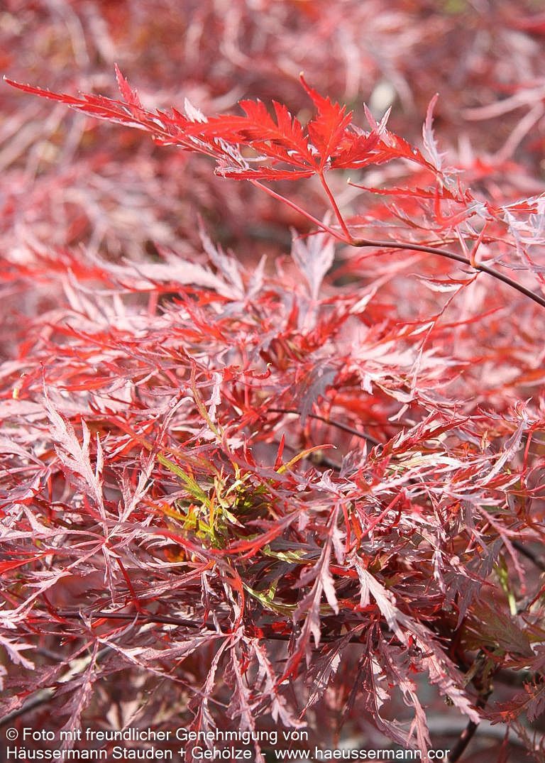 Japanischer Schlitz-Ahorn 'Inaba-shidare' (Acer palmatum)