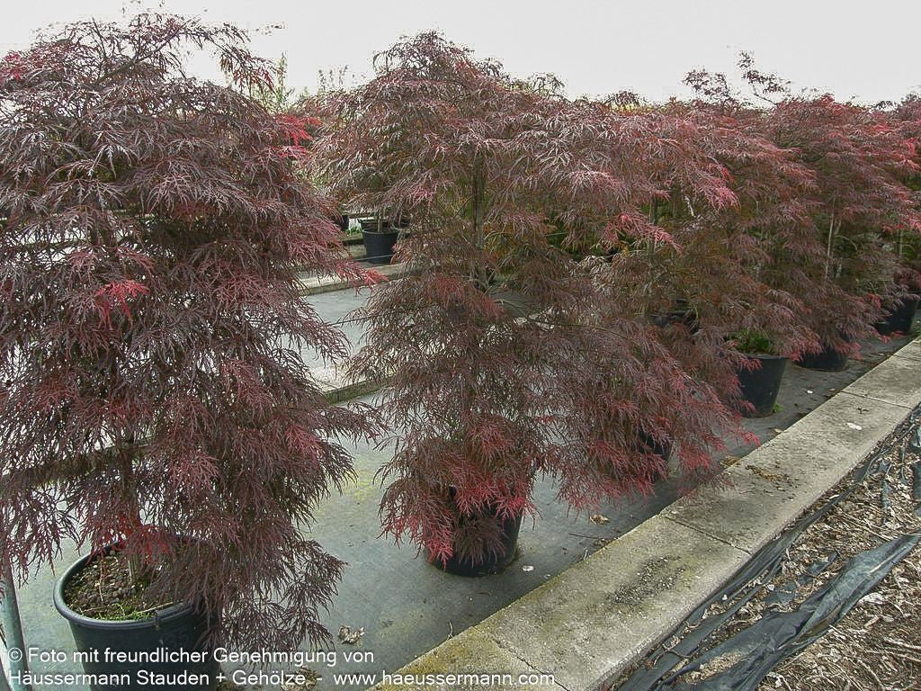 Japanischer Schlitz-Ahorn 'Inaba-shidare' (Acer palmatum)
