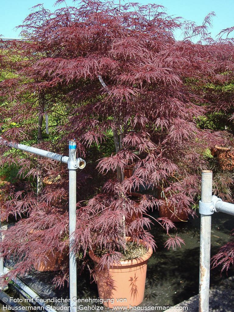 Japanischer Schlitz-Ahorn 'Inaba-shidare' (Acer palmatum)