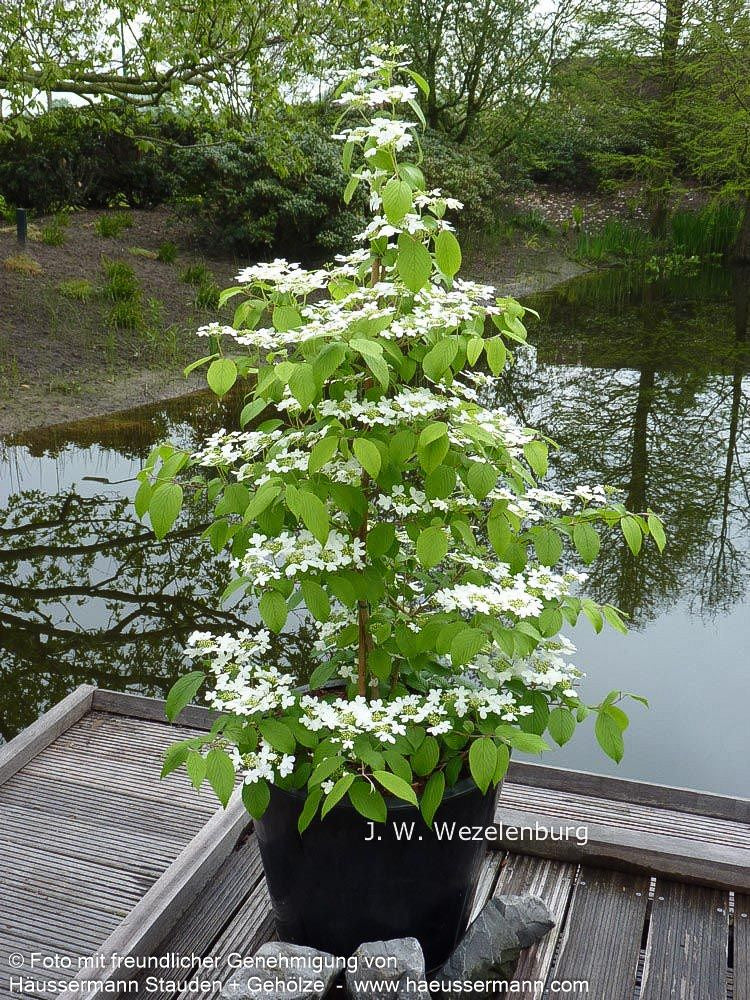Japanischer Schneeball 'Kilimandjaro' (Viburnum plicatum)