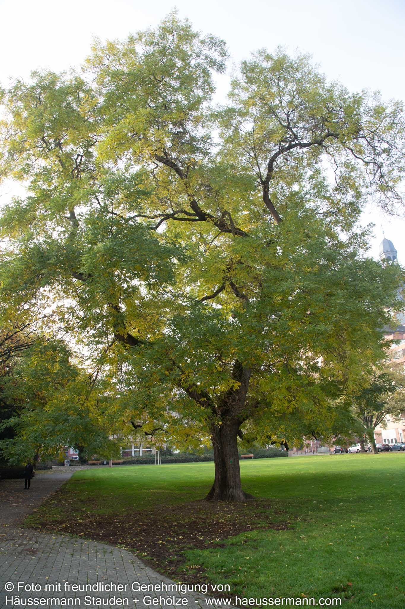 Japanischer Schnurbaum (Sophora japonica)