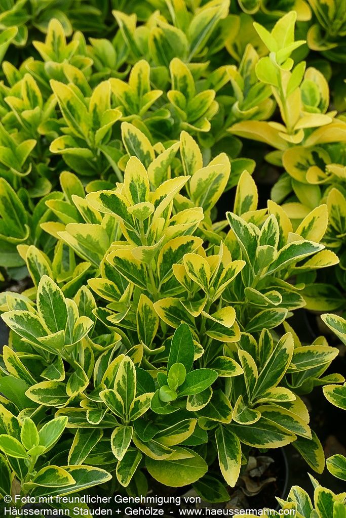 Japanischer Spindelstrauch 'Aureomarginatus' (Euonymus japonicus)