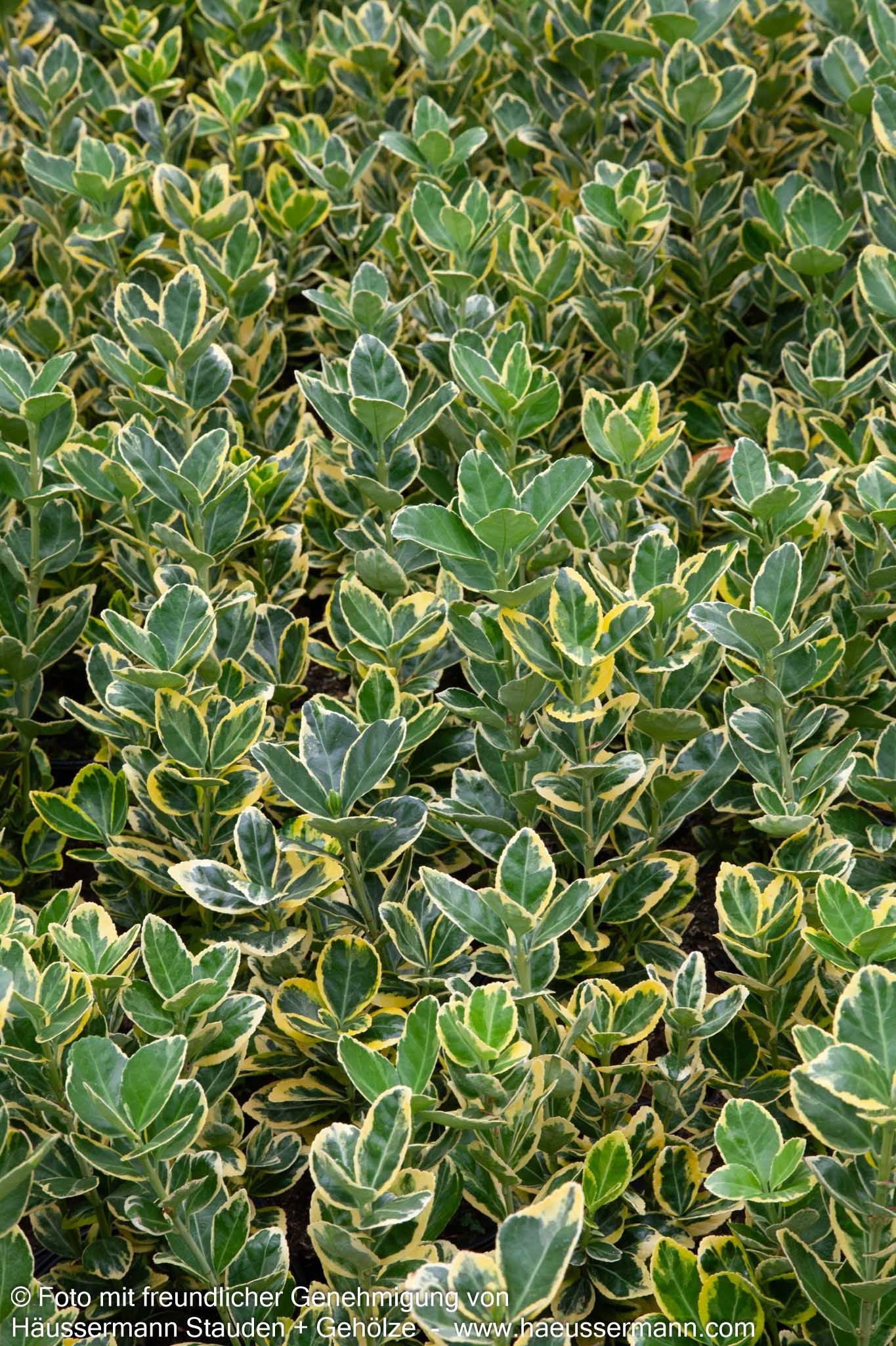 Japanischer Spindelstrauch 'Aureomarginatus' (Euonymus japonicus)