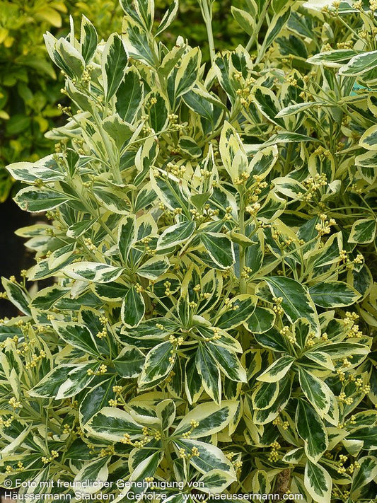 Japanischer Spindelstrauch 'Bravo' (Euonymus japonicus)