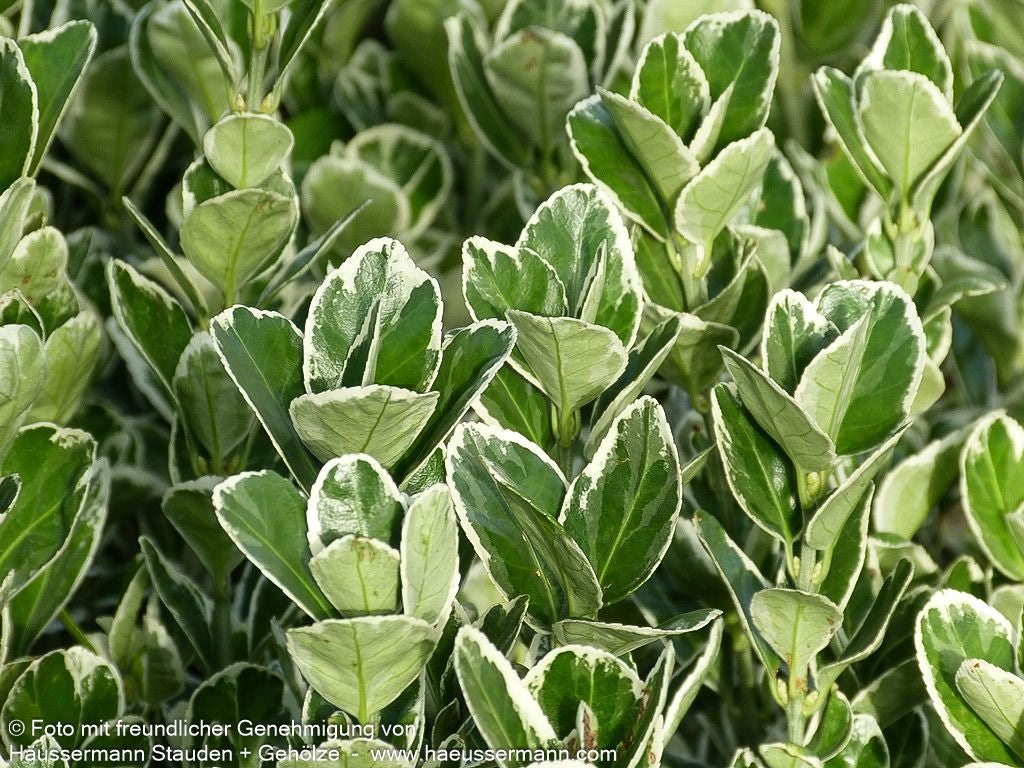 Japanischer Spindelstrauch 'Bravo' (Euonymus japonicus)