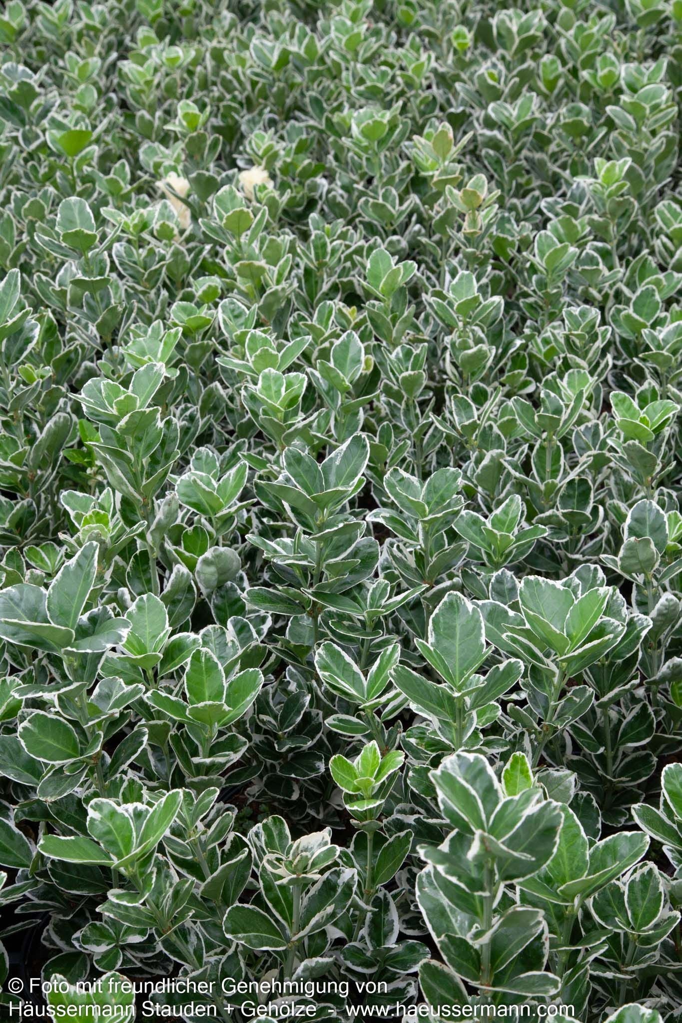 Japanischer Spindelstrauch 'Bravo' (Euonymus japonicus)
