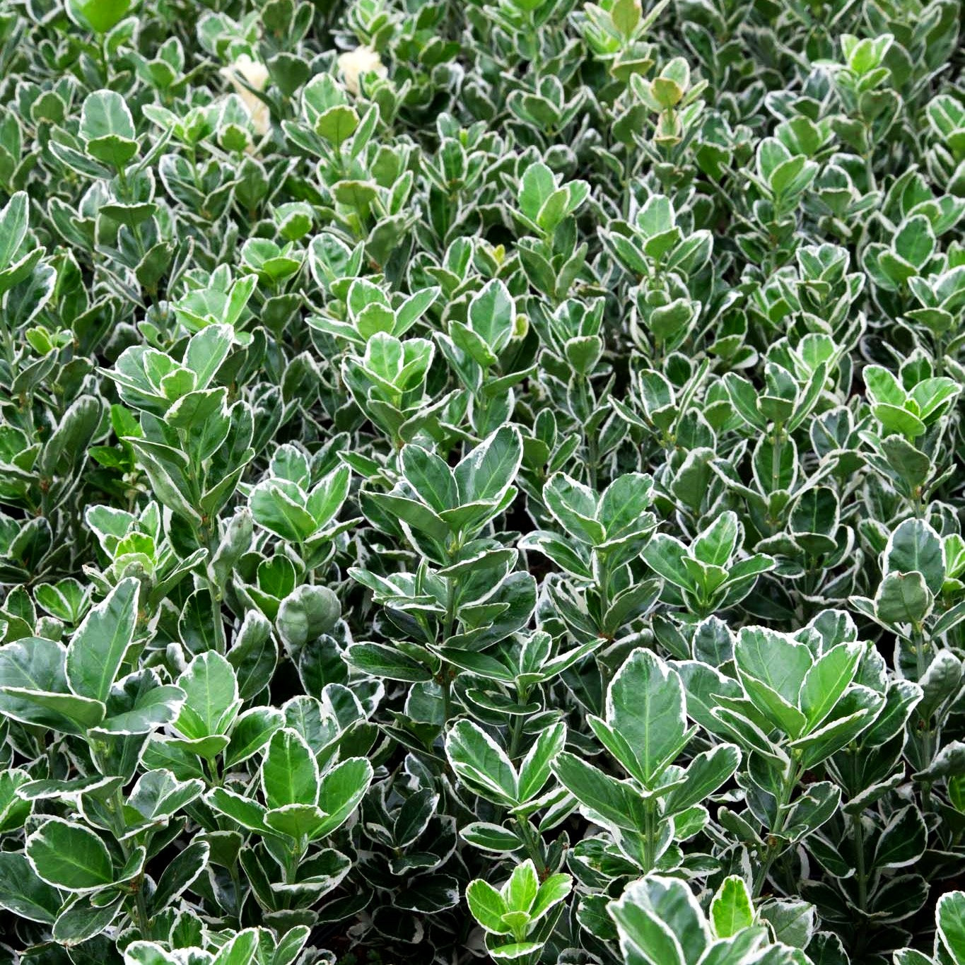 Japanischer Spindelstrauch 'Bravo' (Euonymus japonicus)