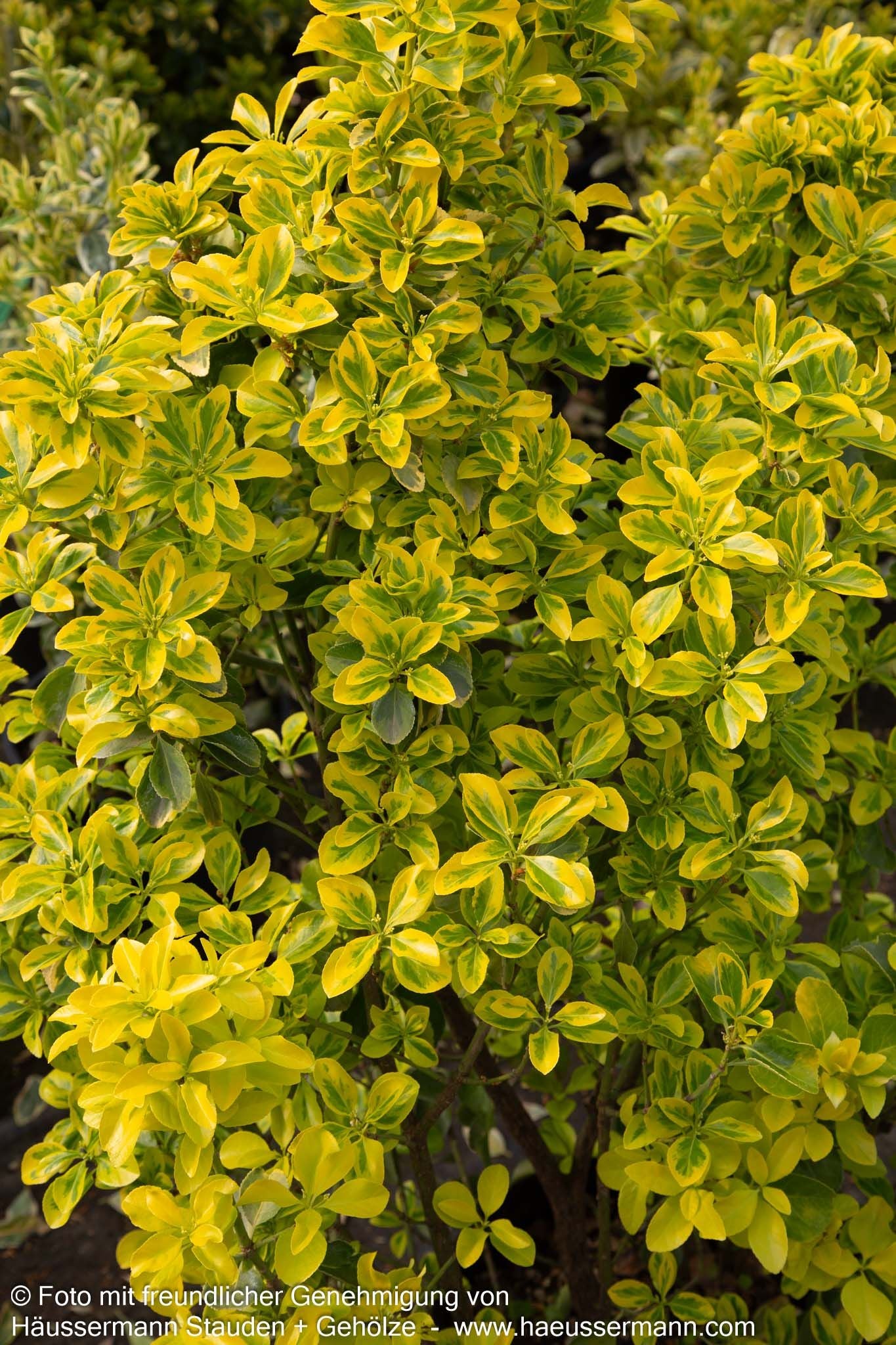 Japanischer Spindelstrauch 'Elegantissima Aurea' (Euonymus japonicus)