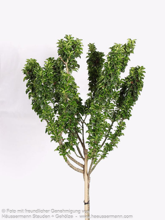 Japanischer Spindelstrauch 'Green Rocket' (Euonymus japonicus)
