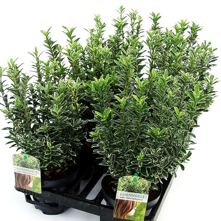 Japanischer Spindelstrauch 'Microphyl.Albovarieg.' (Euonymus japonicus)