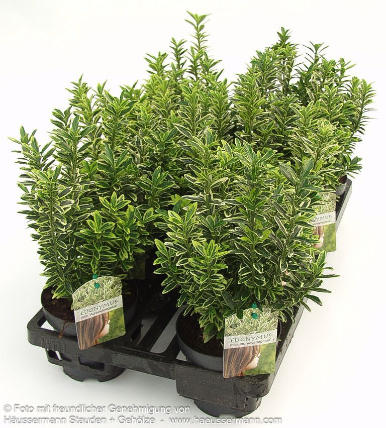 Japanischer Spindelstrauch 'Microphyl.Aureovar.' (Euonymus japonicus)
