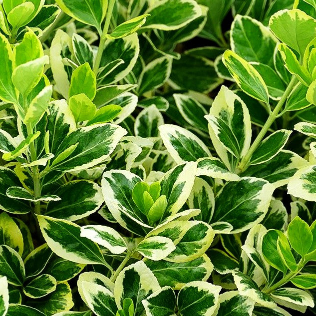 Japanischer Spindelstrauch 'President Gauthier' (Euonymus japonicus)
