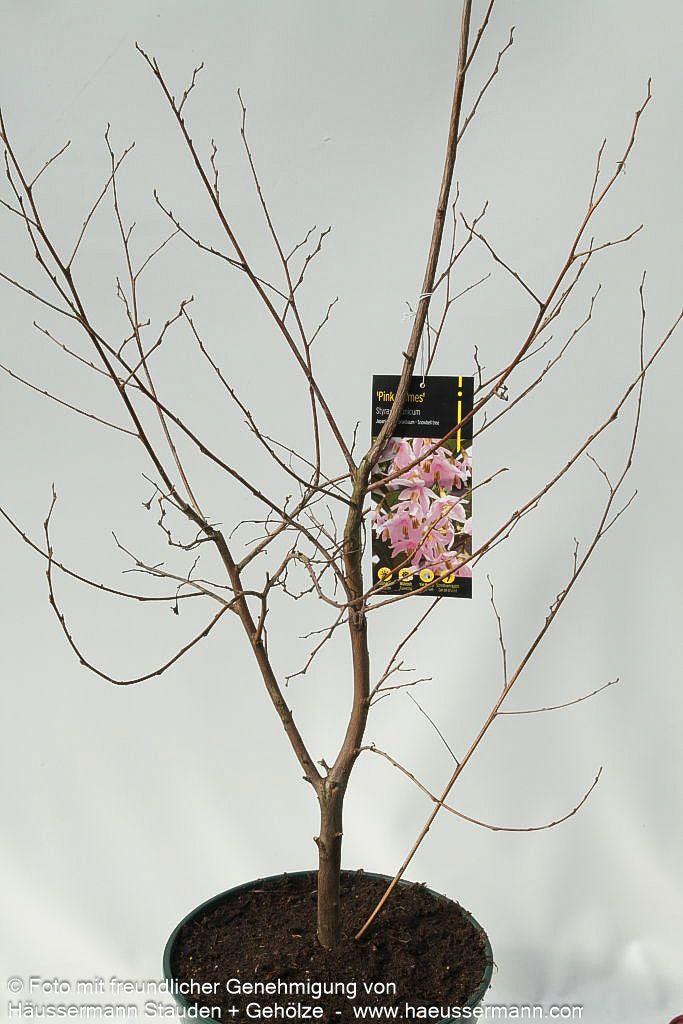 Japanischer Storaxbaum 'Pink Chimes' (Styrax japonicus)