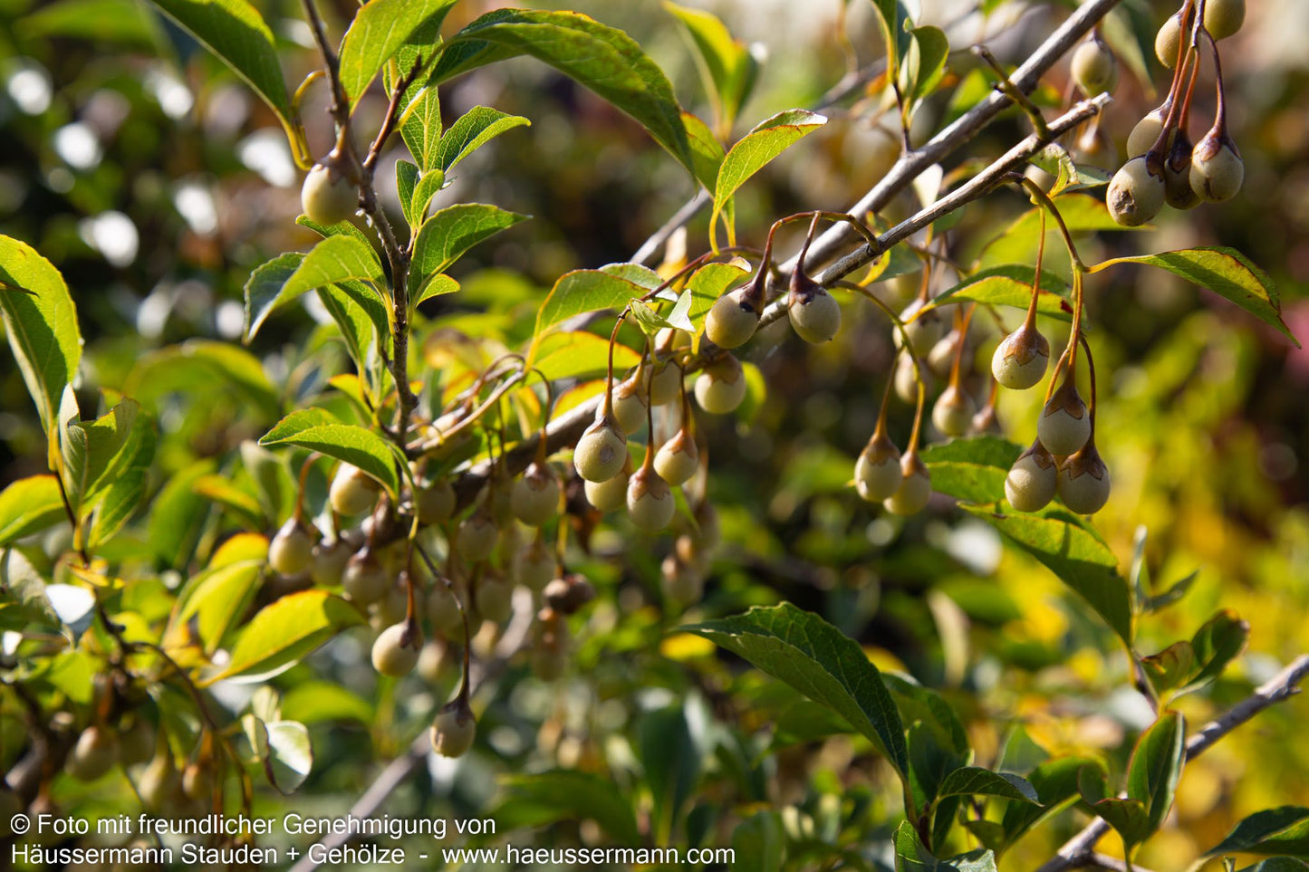 Japanischer Storaxbaum 'Pink Chimes' (Styrax japonicus)