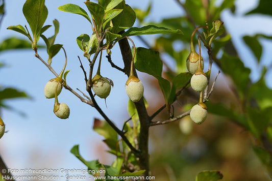 Japanischer Storaxbaum (Styrax japonicus)