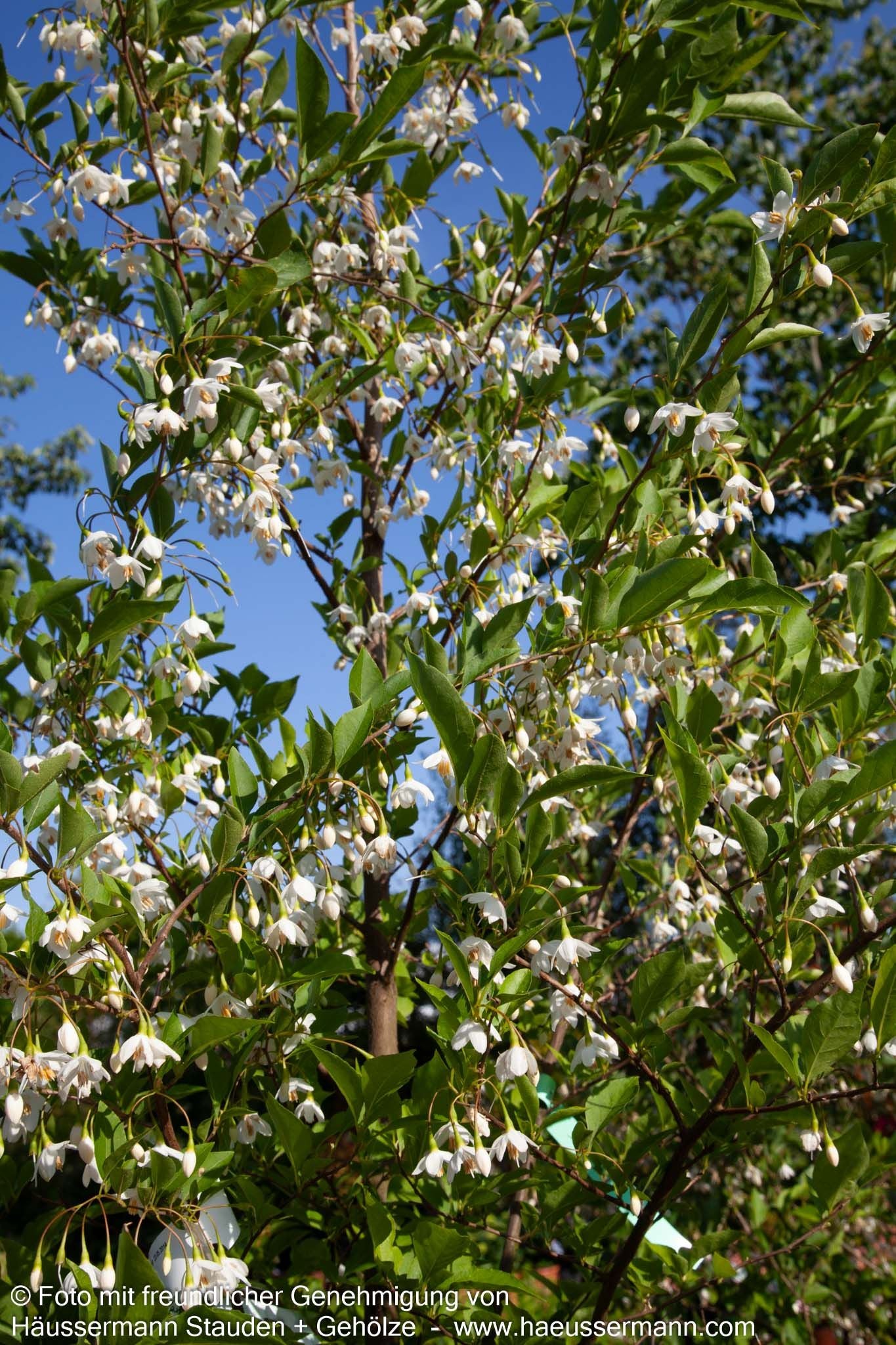 Japanischer Storaxbaum (Styrax japonicus)