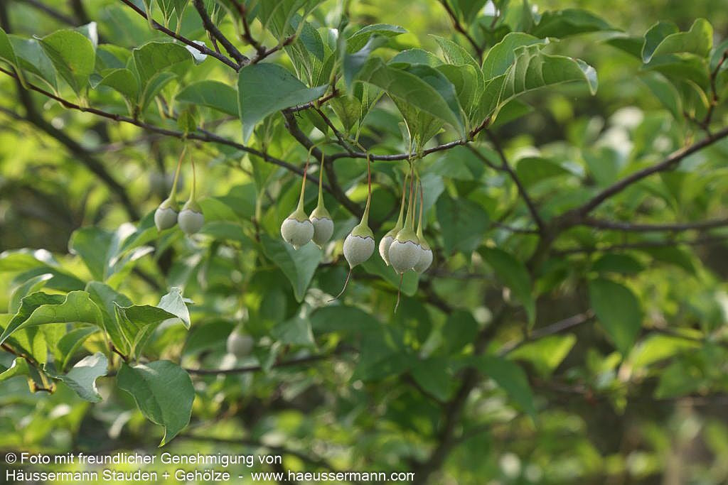 Japanischer Storaxbaum (Styrax japonicus)