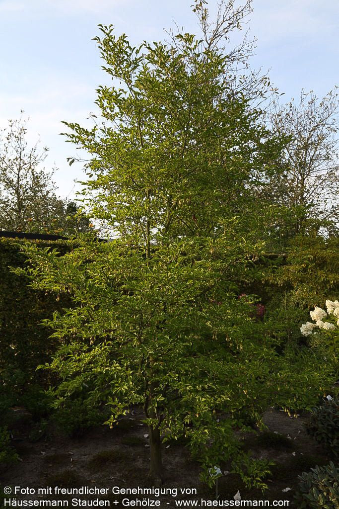 Japanischer Storaxbaum (Styrax japonicus)