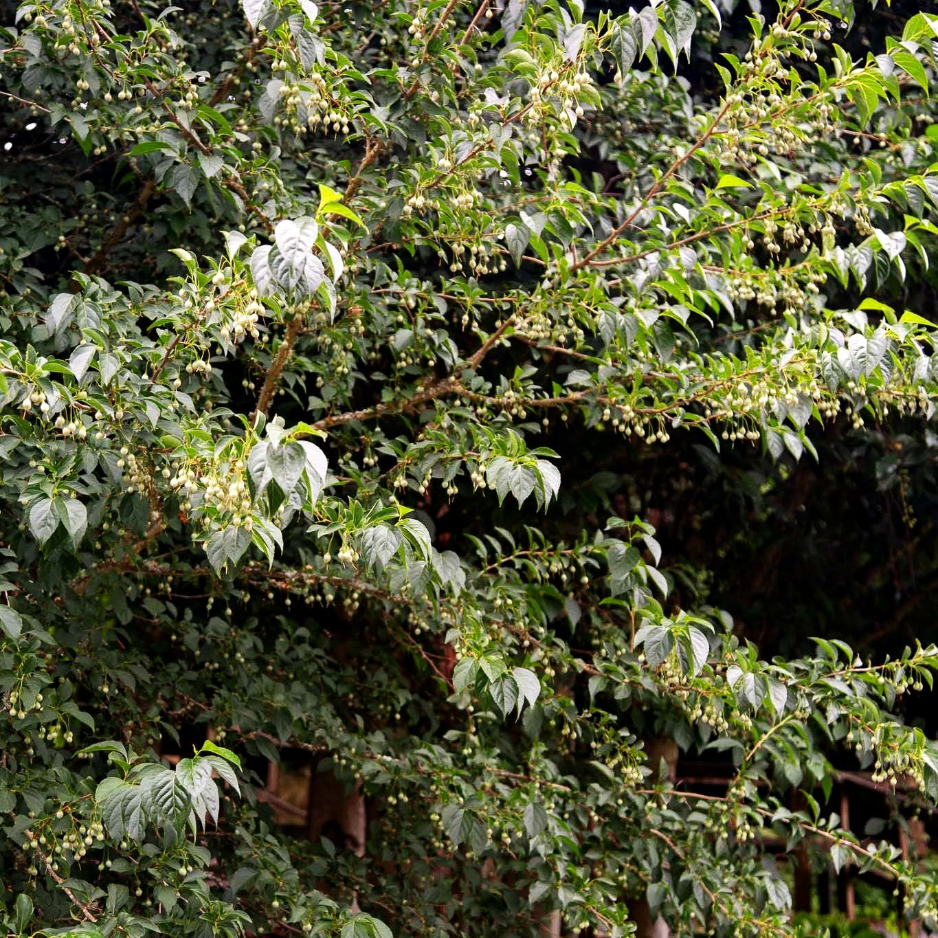 Japanischer Storaxbaum (Styrax japonicus)