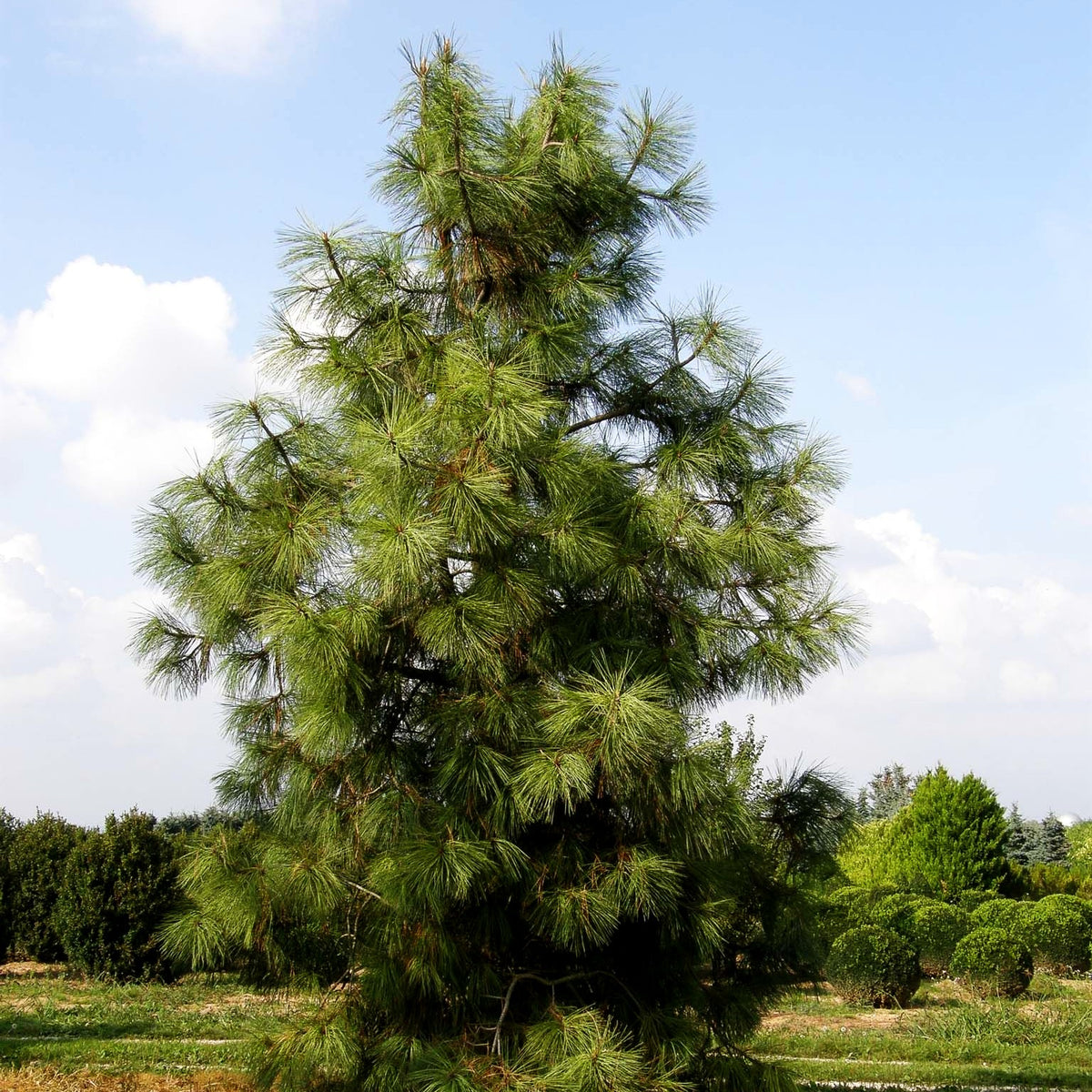 Jeffrey-Kiefer (Pinus jeffreyi)