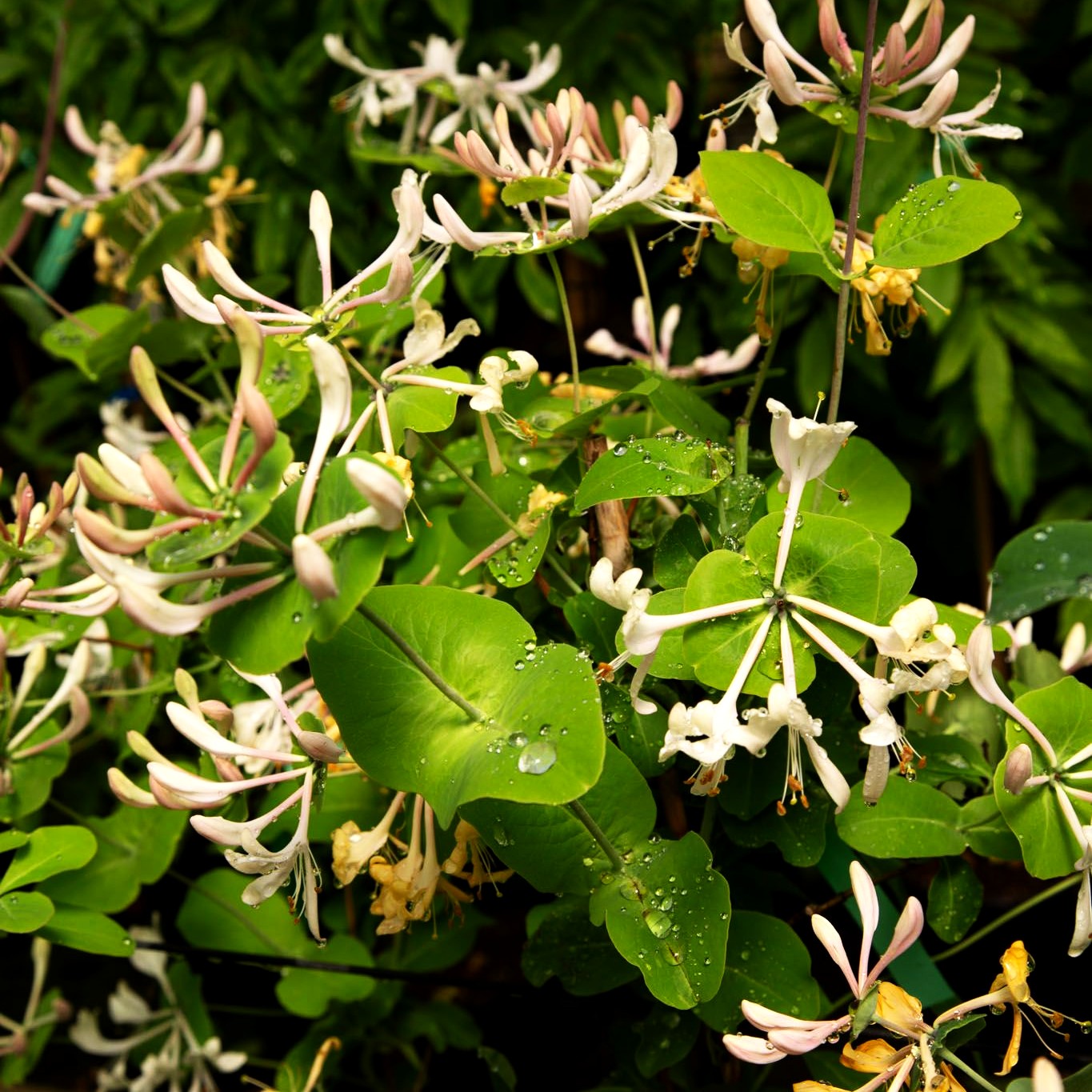 Jelängerjelieber (Lonicera caprifolium)
