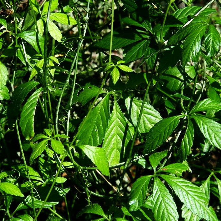 Jiaogulan, Kraut des ewigen Lebens (Gynostemma pentaphyllum)