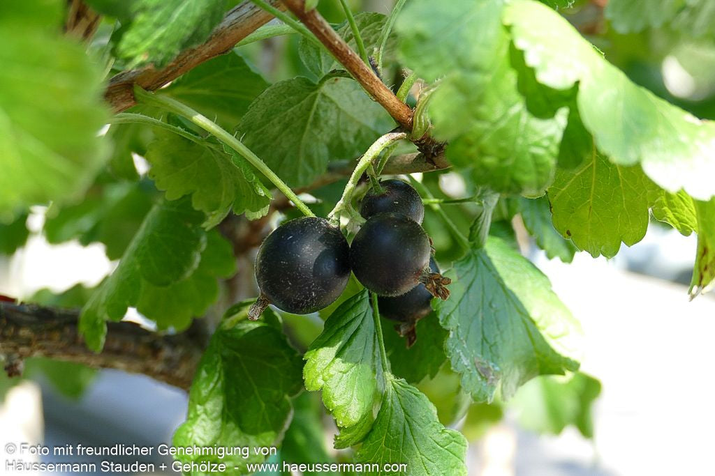 Jochelbeere (Ribes Jochelbeere)
