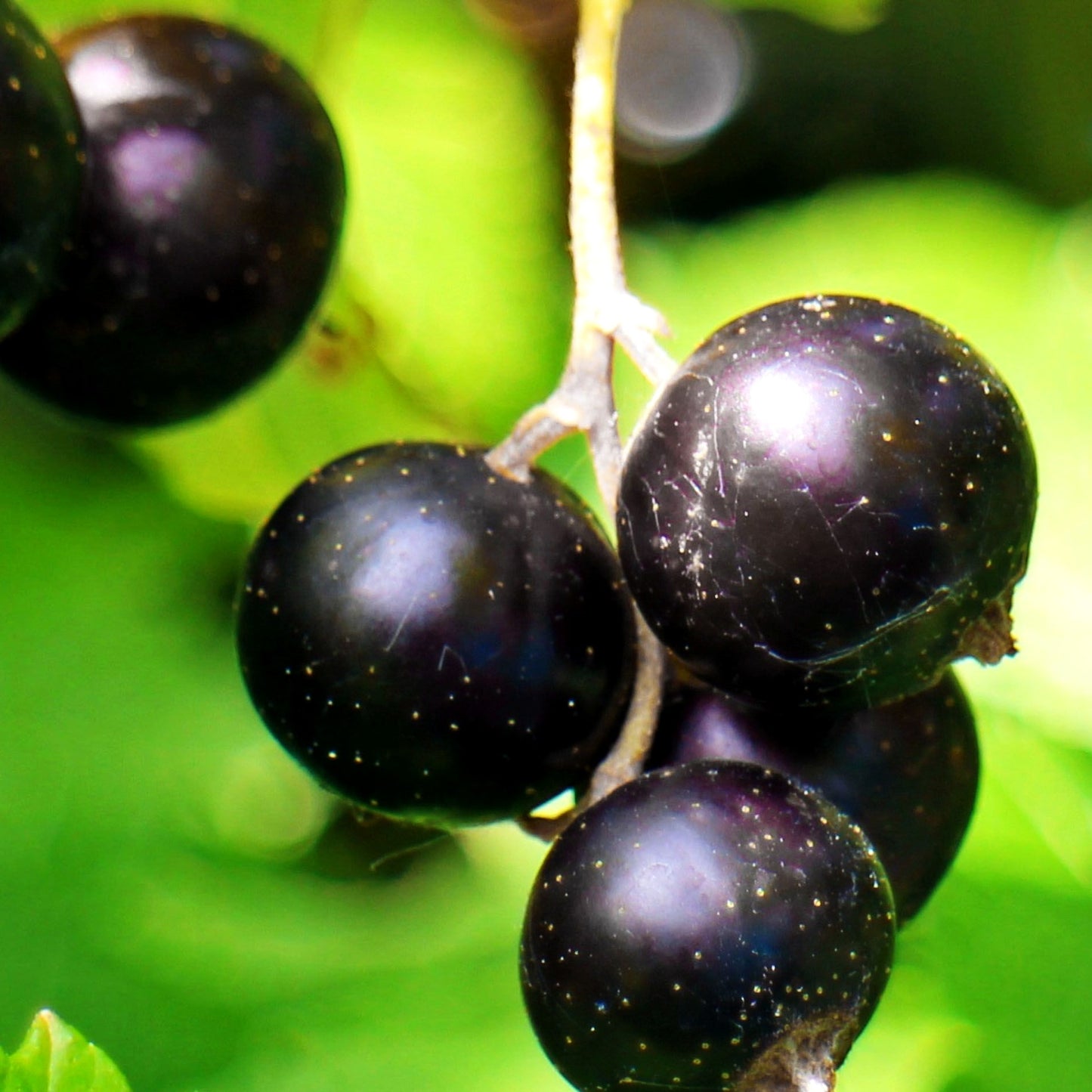 Jostabeere (Ribes Jostabeere)