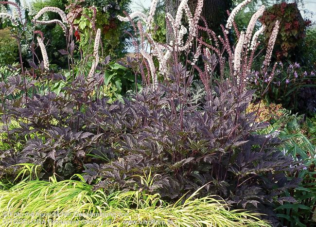 Juli-Silberkerze 'Black Negligee' (Cimicifuga racemosa)