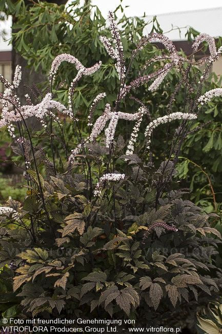 Juli-Silberkerze 'Black Negligee' (Cimicifuga racemosa)