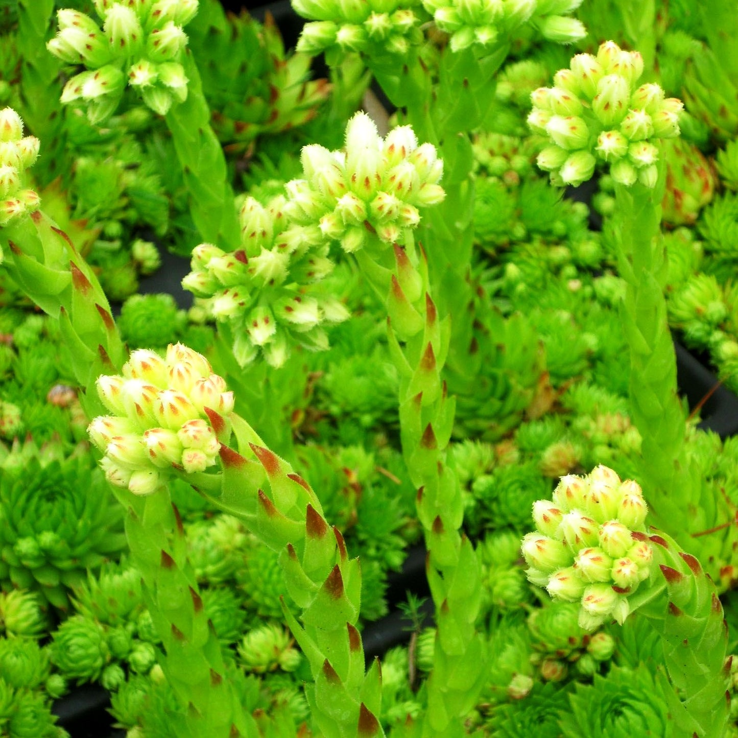Jupiterbart (Jovibarba globifera ssp.globifera)