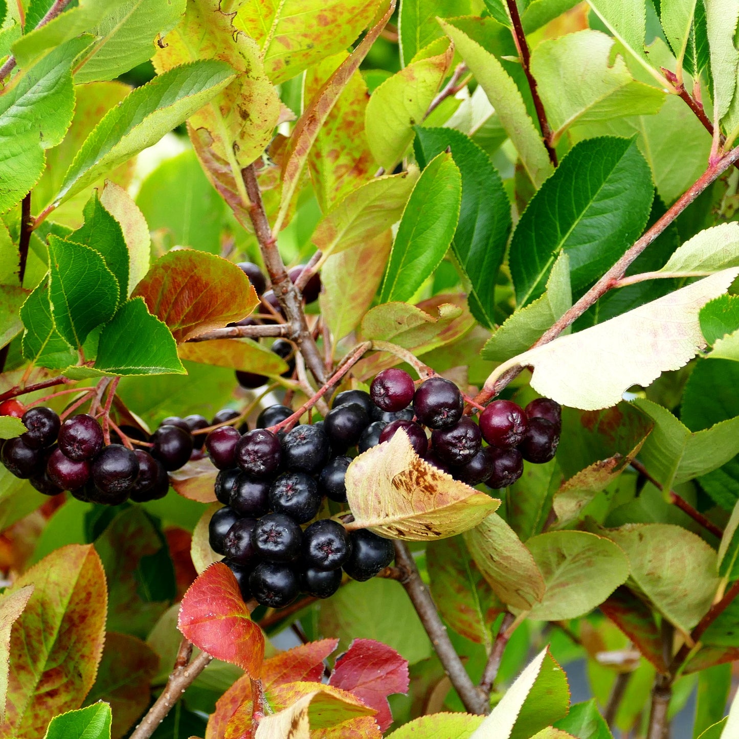 Kahle Apfelbeere (Aronia melanocarpa)