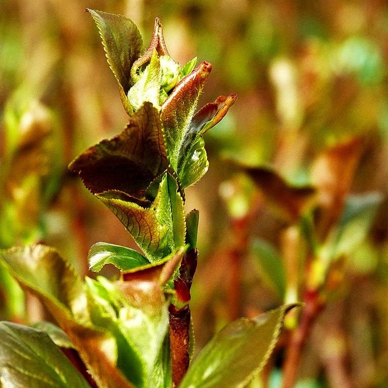 Kahle Apfelbeere 'Nero' (Aronia melanocarpa)