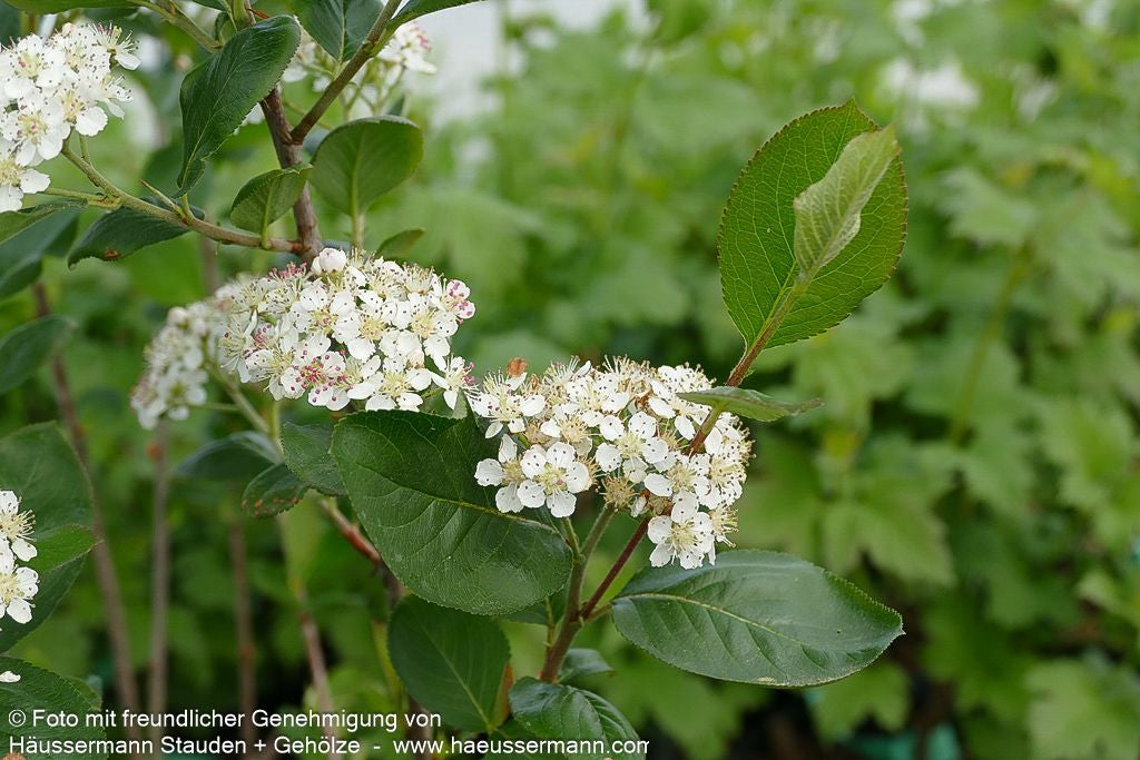 Kahle Apfelbeere 'Viking' (Aronia melanocarpa)