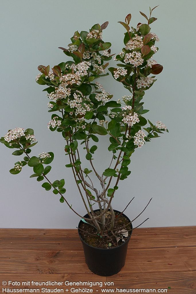 Kahle Apfelbeere 'Viking' (Aronia melanocarpa)