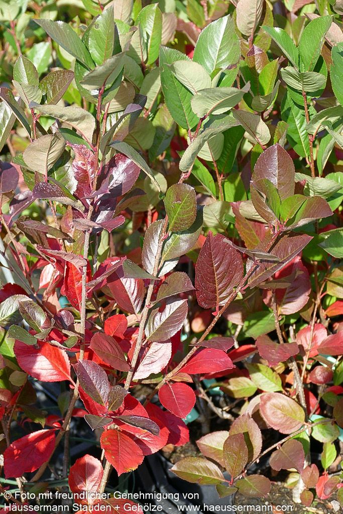 Kahle Apfelbeere 'Viking' (Aronia melanocarpa)